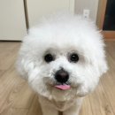 몽클똥개 이미지