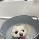 도그몽 이미지