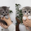 도그플러스 동물병원 이미지