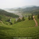 녹차농원 이미지