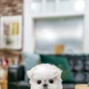 일산 강아지분양 스마트독 이미지