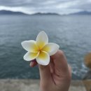 티엔독 | 베트남 나트랑 여행 기록 (알리부, 더아남, 타오티엔, cccp, 엇히엠, 짜오마오, 포푹롱, 그릭수블라키...