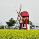 구리시 한강둔치 유채꽃 축제 이미지