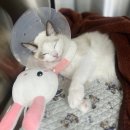 베스트동물병원 | 고양이 중성화 시기 수술 비용, 송파 마리동물병원 후기