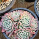 에이핑크군생 이미지