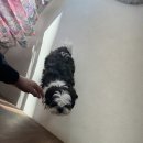 그루밍공방 이미지