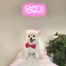 멍미 대구대곡역점 | 대구 달서구애견미용 &#39;멍미 대구 대곡역점&#39; 포메라니안 전문