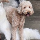 퍼피스카우트 이미지