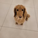 바이그루밍 이미지