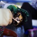 초도항 성게조형물 이미지