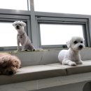 애견천사들 이미지