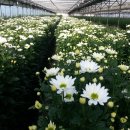 호석농장 이미지