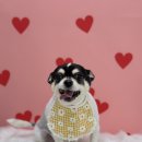 단추펫살롱 이미지