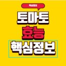 토마토 효능