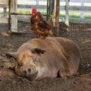 동산농장 이미지