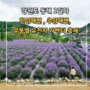 세븐일레븐 동해추암점 | [강원도 동해 1박 2일] 여행 2일차 _ 한성...추암해수욕장, 촛대바위, 추암 출렁다리, 추암 한 끼, 무릉...