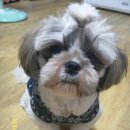 루 이미지