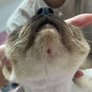 창원고양이미용 무냥무냥 | 창원고양이미용 : 환절기 고양이 헤어볼, 미용으로 건강 지키기