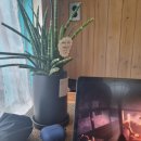 커피늘보 이미지