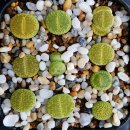 안나벨라 이미지