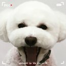 조은동물병원 미용실 이미지