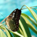 나비의꿈-호접지몽 이미지