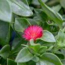썬로즈(Sun Rose, 학명 Aptenia cordifolia) 이미지