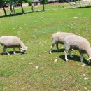 유포리목장 이미지