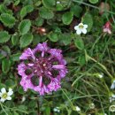 구름송이 이미지