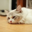 랙돌캐터리올리비아 이미지