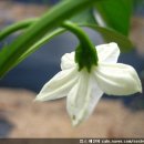 꽃별하얀 이미지