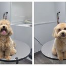 포메른 펫살롱 이미지