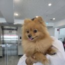 황금애견샵 | ✂️ 황금빛 매력 뿜뿜! 5살 버터군의 변신 완료 ✨