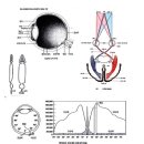 색을 지각하는 기본 원리 이미지