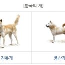 한국인들이 동의하지 못하는 진돗개 이미지