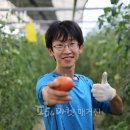 친환경 토마토 이미지