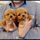 광주강아지분양 펫블리 애견 샵 이미지