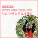 [중앙그룹] 가을 사과 수확 농촌봉사활동 후기 🍎