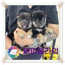 강아지분양 애견분양 퍼피플라워 중랑점 이미지