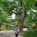 경기, 남양주"봉선사"사찰 이미지