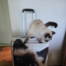 희망동물병원 | 🐱 강동구 고양이 전문 포레온 동물병원 후기 (건강검진 및 신장병 치료 중)