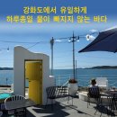베스트 애견 이미지