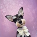 사르르몽몽 이미지