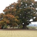 피플앤독느티캠핑장 이미지