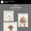 293사진관 | 반려동물 옷 브랜드 &#39;코지코너&#39; X 반려동물 사진관 ‘293 스튜디오’ 이벤트 강아지 모델 촬영 후기