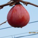 육통1리 이미지