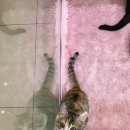 하늬동물병원 이미지