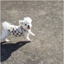 수영로유치원 | 부산에서 애견유치원 강조한, 수영구애견유치원 후기는 믿을만한 곳!