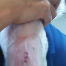 페트로동물의료원 이미지