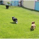 큰별유치원 | 제주 애견유치원 추천 픽드랍 서비스까지 되는 호야별 애견유치원 후기